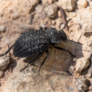 Nyctozoilus reticulatus at Bullen Range - 2 Feb 2024 10:22 AM