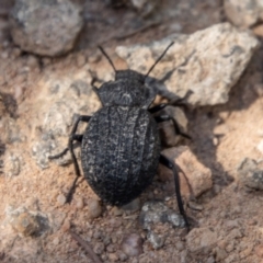 Nyctozoilus reticulatus at Bullen Range - 2 Feb 2024 10:22 AM