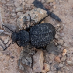 Nyctozoilus reticulatus at Bullen Range - 2 Feb 2024 10:22 AM