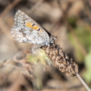 Lucia limbaria at Bullen Range - 2 Feb 2024 10:45 AM