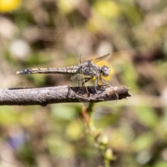 Orthetrum caledonicum (Blue Skimmer) at Kambah, ACT - 2 Feb 2024 by SWishart