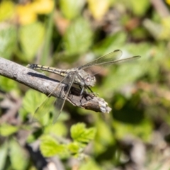 Orthetrum caledonicum at Bullen Range - 2 Feb 2024