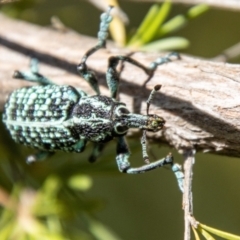 Chrysolopus spectabilis at Bullen Range - 2 Feb 2024 11:04 AM