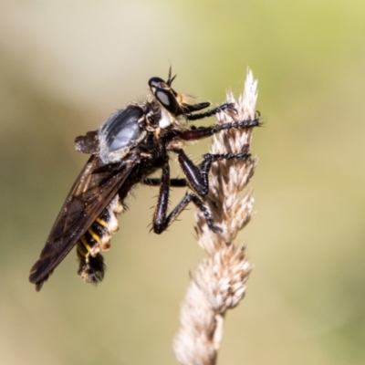 Blepharotes splendidissimus (Giant Blue Robber Fly) at Bullen Range - 2 Feb 2024 by SWishart