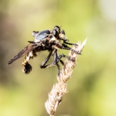 Blepharotes splendidissimus at Bullen Range - 2 Feb 2024