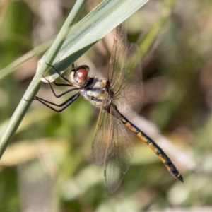 Hemicordulia tau at Bullen Range - 2 Feb 2024 11:26 AM