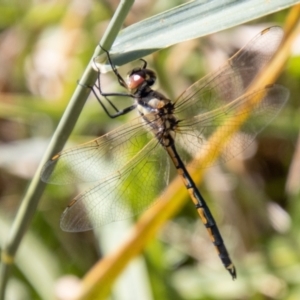 Hemicordulia tau at Bullen Range - 2 Feb 2024