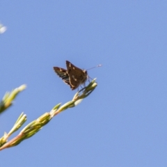 Dispar compacta (Barred Skipper) at Kambah, ACT - 2 Feb 2024 by SWishart