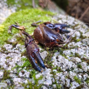 Euastacus sp. (genus) at Tidbinbilla Nature Reserve - 9 Feb 2024