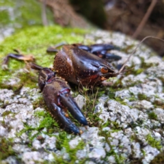 Euastacus sp. (genus) at Tidbinbilla Nature Reserve - 9 Feb 2024