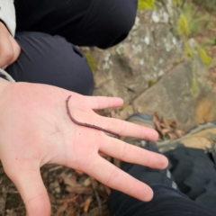 Oligochaeta (class) (Unidentified earthworm) at Tidbinbilla Nature Reserve - 7 Feb 2024 by Csteele4