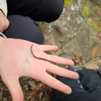 Oligochaeta (class) (Unidentified earthworm) at Tidbinbilla Nature Reserve - 7 Feb 2024 by Csteele4