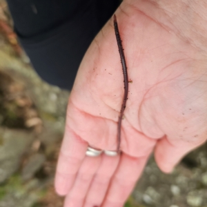 Oligochaeta (class) at Tidbinbilla Nature Reserve - 7 Feb 2024