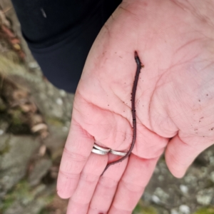 Oligochaeta (class) at Tidbinbilla Nature Reserve - 7 Feb 2024