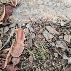 Oligochaeta (class) at Tidbinbilla Nature Reserve - 7 Feb 2024