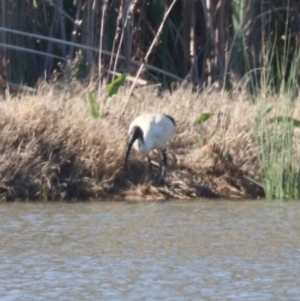 Threskiornis molucca at Coolamon, NSW - 2 Sep 2023 03:37 PM