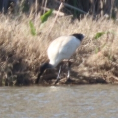 Threskiornis molucca at Coolamon, NSW - 2 Sep 2023 03:37 PM