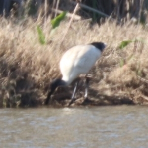 Threskiornis molucca at Coolamon, NSW - 2 Sep 2023 03:37 PM