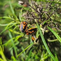 Agonoscelis rutila (Horehound bug) at Paddys River, ACT - 8 Feb 2024 by Csteele4