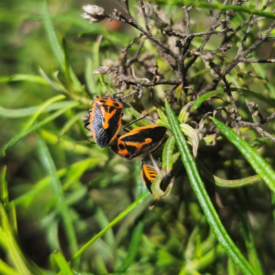 Agonoscelis rutila (Horehound bug) at Tidbinbilla Nature Reserve - 8 Feb 2024 by Csteele4