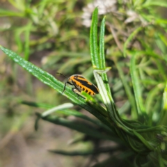 Agonoscelis rutila at Tidbinbilla Nature Reserve - 8 Feb 2024