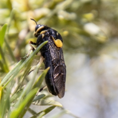 Pergagrapta bicolor (A sawfly) at Kambah, ACT - 2 Feb 2024 by SWishart