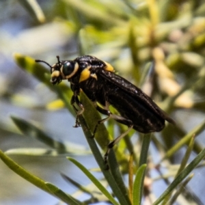 Pergagrapta bicolor at Bullen Range - 2 Feb 2024