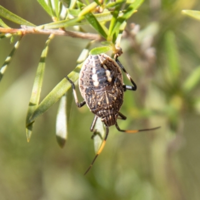 Theseus modestus (Gum tree shield bug) at Kambah, ACT - 2 Feb 2024 by SWishart