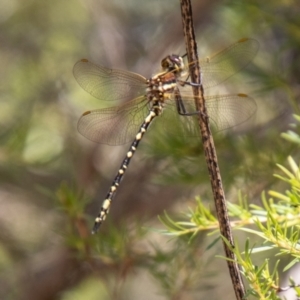 Synthemis eustalacta at Bullen Range - 2 Feb 2024