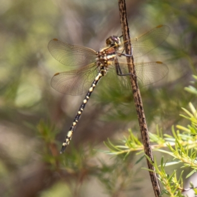 Synthemis eustalacta (Swamp Tigertail) at Bullen Range - 2 Feb 2024 by SWishart