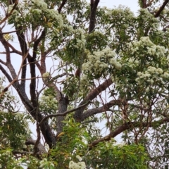 Corymbia gummifera at Nullica State Forest - 9 Feb 2024