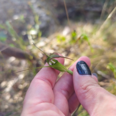 Diplodium decurvum (Summer greenhood) at Tidbinbilla Nature Reserve - 8 Feb 2024 by Csteele4