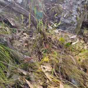 Diplodium decurvum at Tidbinbilla Nature Reserve - suppressed