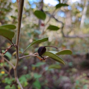 Grevillea oxyantha subsp. oxyantha at Namadgi National Park - suppressed