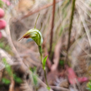 Diplodium sp. at Namadgi National Park - 8 Feb 2024