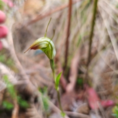 Diplodium sp. (A Greenhood) at Namadgi National Park - 7 Feb 2024 by Csteele4