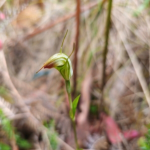 Diplodium sp. at Namadgi National Park - 8 Feb 2024
