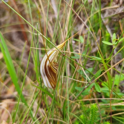 Diplodium coccinum (Scarlet Greenhood) at Namadgi National Park - 8 Feb 2024 by Csteele4