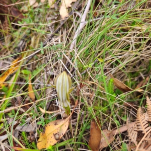 Diplodium coccinum at Namadgi National Park - 8 Feb 2024