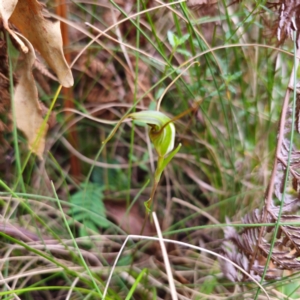 Diplodium laxum at Namadgi National Park - 8 Feb 2024