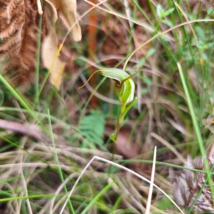 Diplodium laxum at Namadgi National Park - 8 Feb 2024