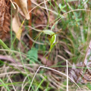 Diplodium laxum at Namadgi National Park - 8 Feb 2024