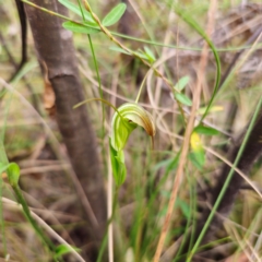 Diplodium decurvum (Summer greenhood) at Namadgi National Park - 7 Feb 2024 by Csteele4