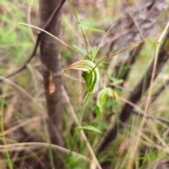 Diplodium decurvum at Namadgi National Park - 8 Feb 2024