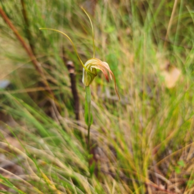 Diplodium decurvum (Summer greenhood) at Namadgi National Park - 7 Feb 2024 by Csteele4