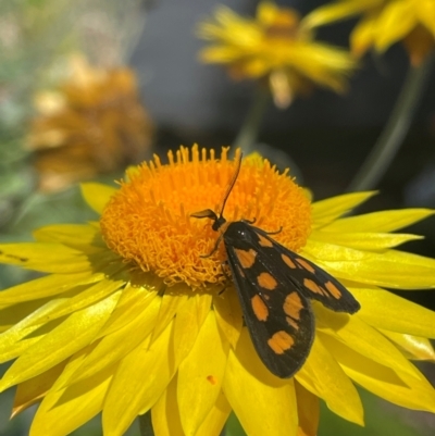 Asura cervicalis (Spotted Lichen Moth) at Pialligo, ACT - 9 Feb 2024 by LeahC