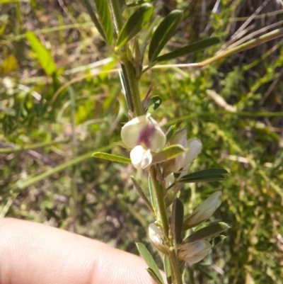Lespedeza juncea subsp. sericea (Chinese Lespedeza) at Greenway, ACT - 9 Feb 2024 by samreid007