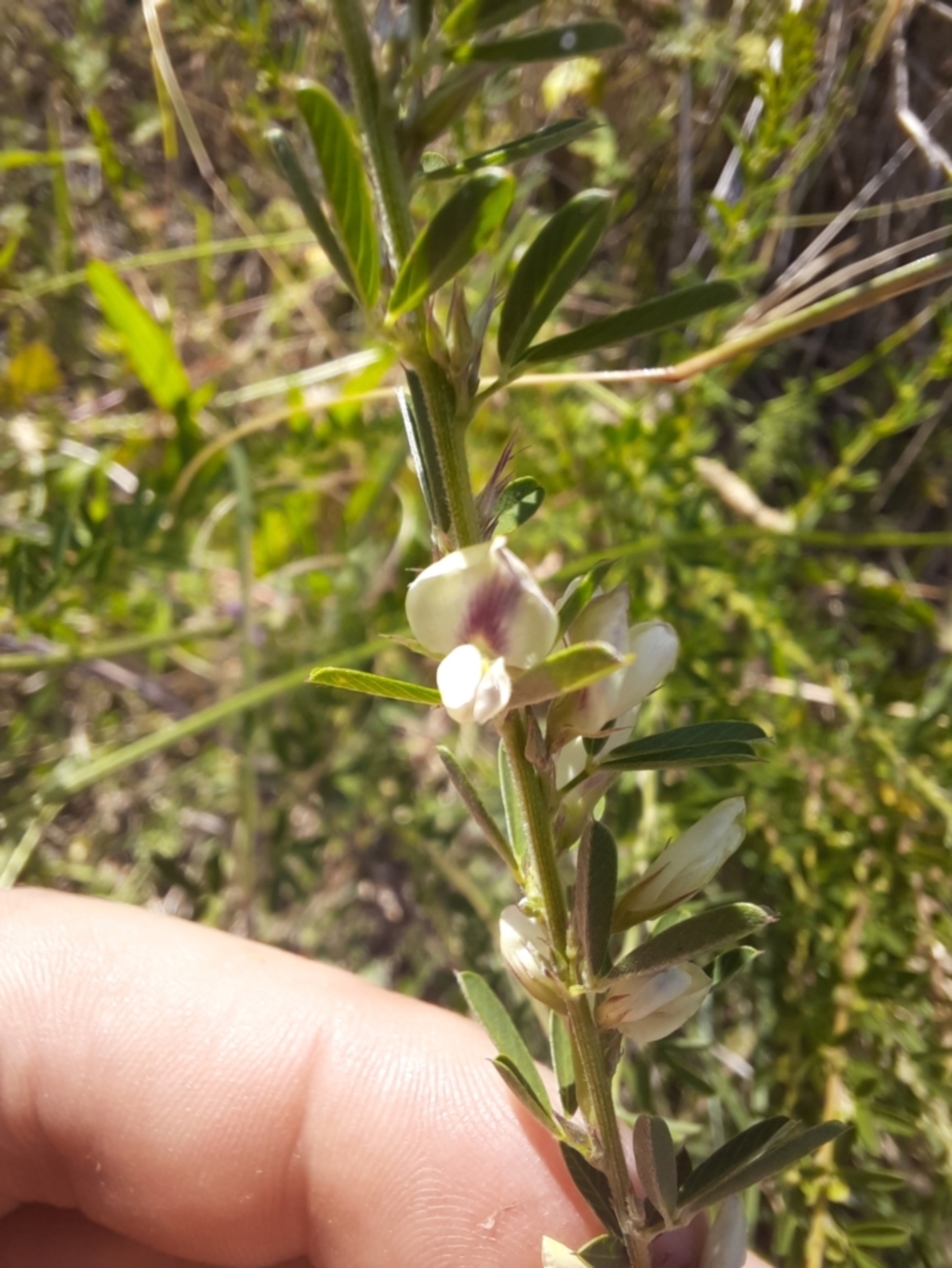 Lespedeza juncea subsp. sericea at Urambi Hills - 9 Feb 2024