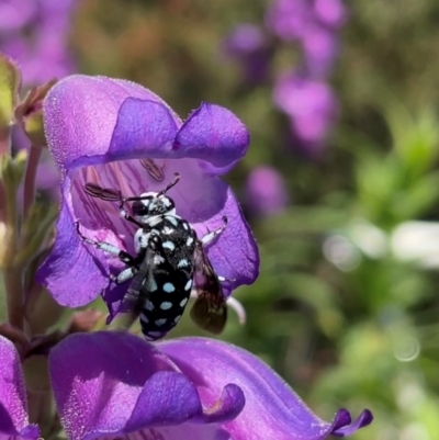 Thyreus caeruleopunctatus (Chequered cuckoo bee) at Giralang, ACT - 8 Feb 2024 by LeahC