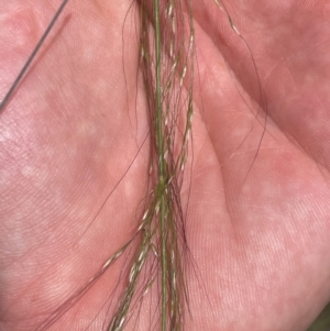 Austrostipa verticillata at Cooleman Ridge - 8 Feb 2024